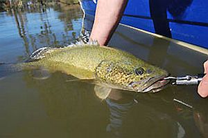 Government to spend on Rec Fishing